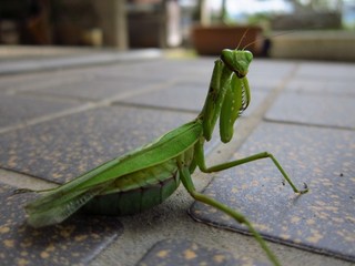 IMG_2525.jpg